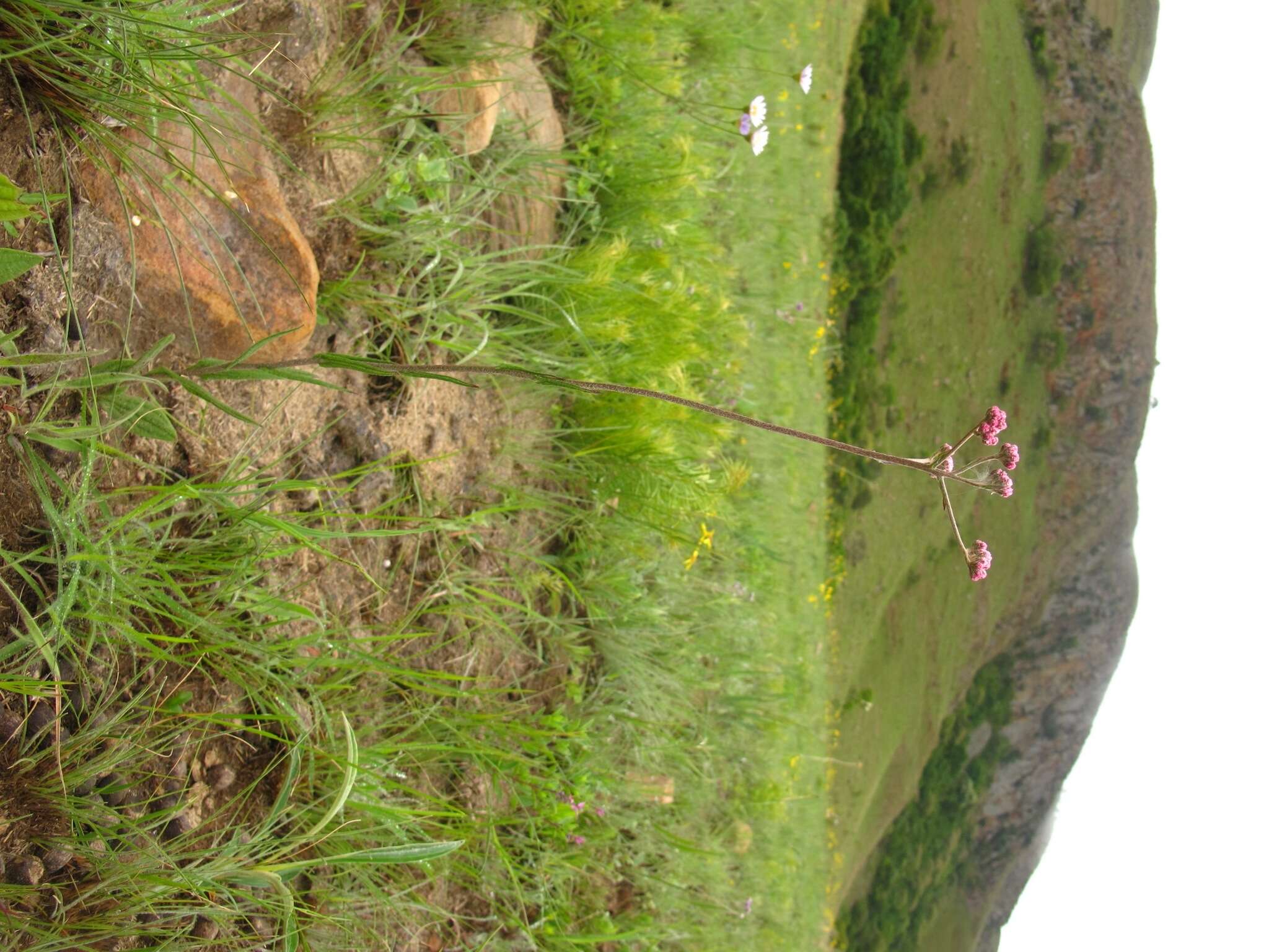 Слика од Helichrysum calocephalum Klatt