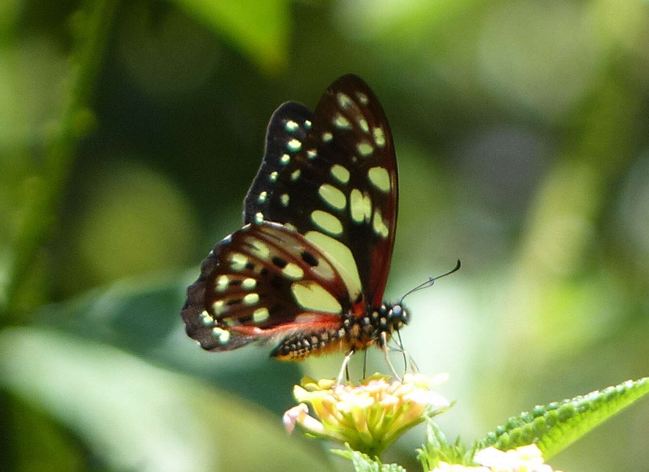 Graphium cyrnus (Boisduval 1836) resmi