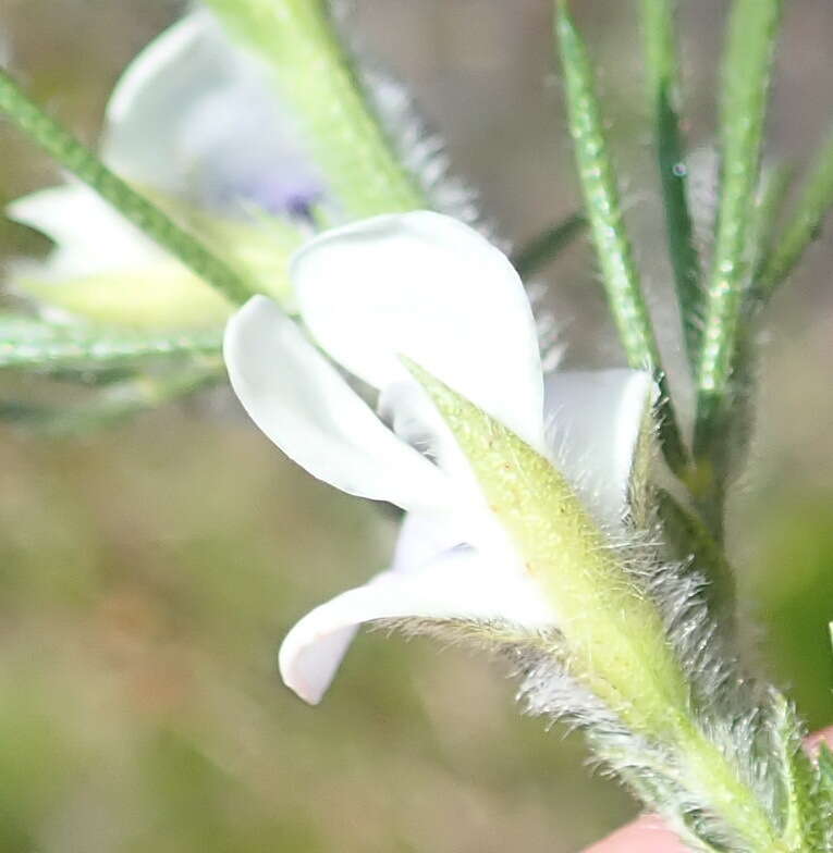 Image de Psoralea floccosa