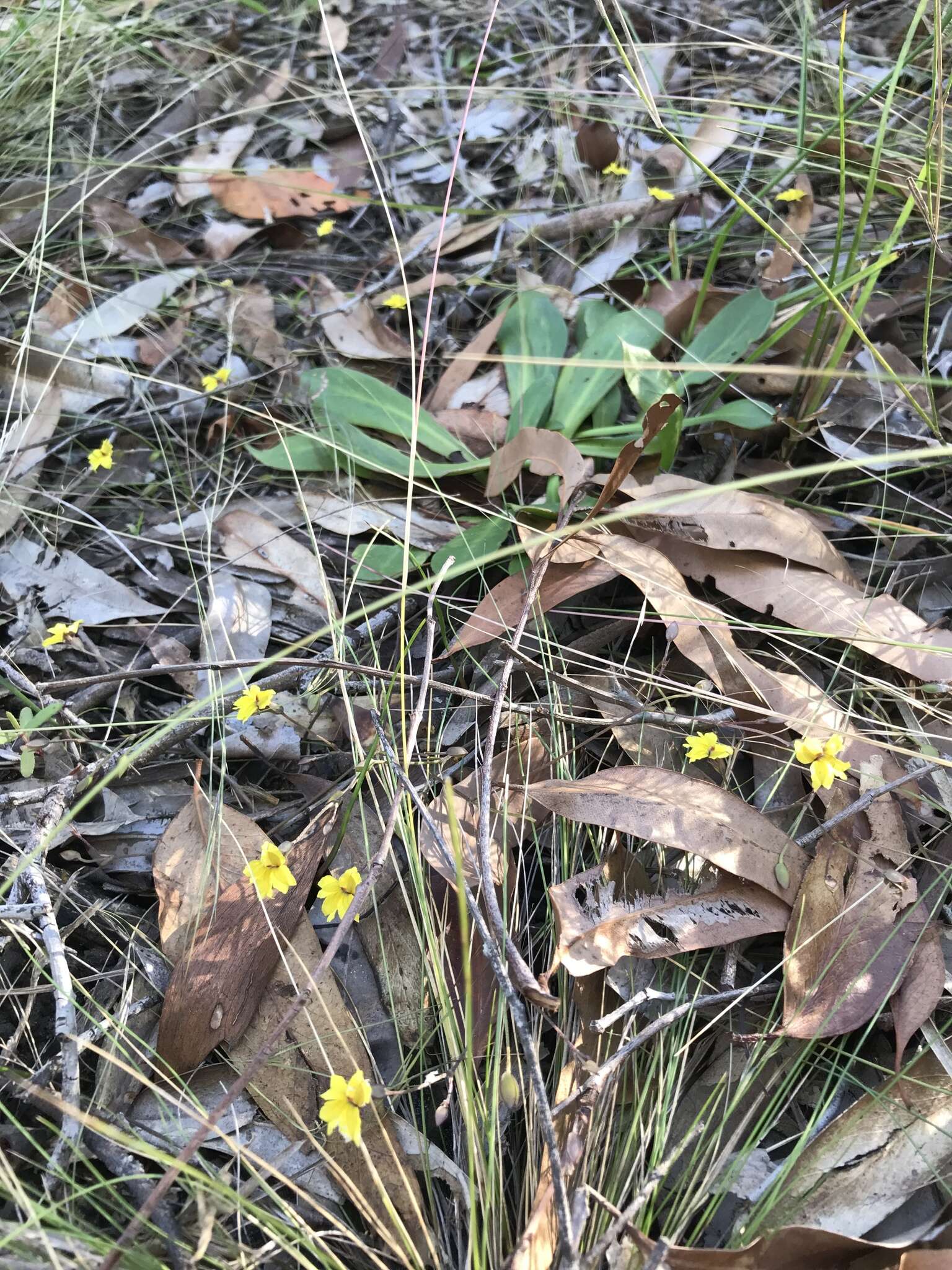 Image de Goodenia mystrophylla