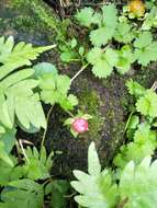 Image of Potentilla wallichiana Ser.