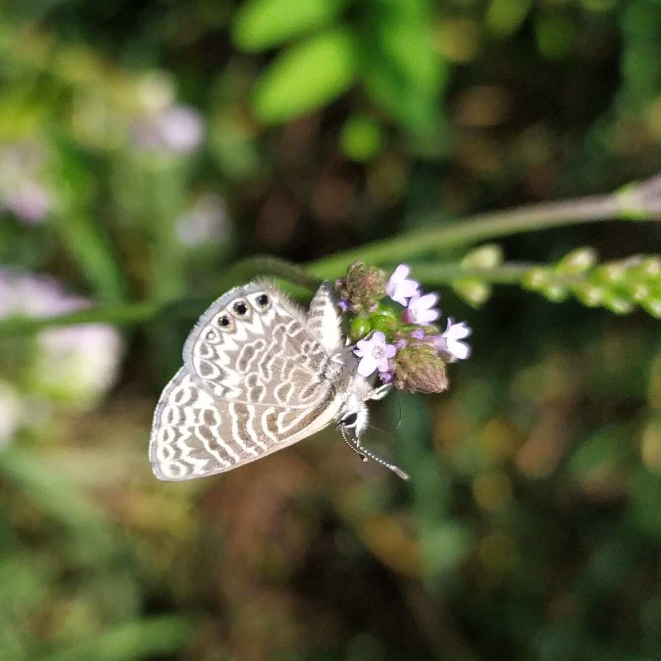 Image of Leptotes trigemmatus (Butler 1881)