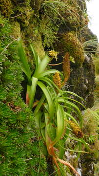 Image of Bulbinella rossii (Hook. fil.) Cheeseman