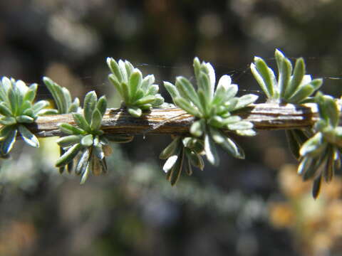 صورة Aspalathus quinquefolia subsp. quinquefolia