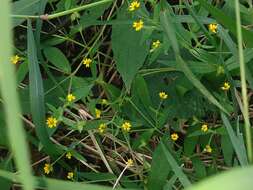 Image of Melampodium gracile Less.