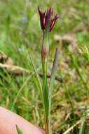 Dianthus pontederae A. Kerner的圖片