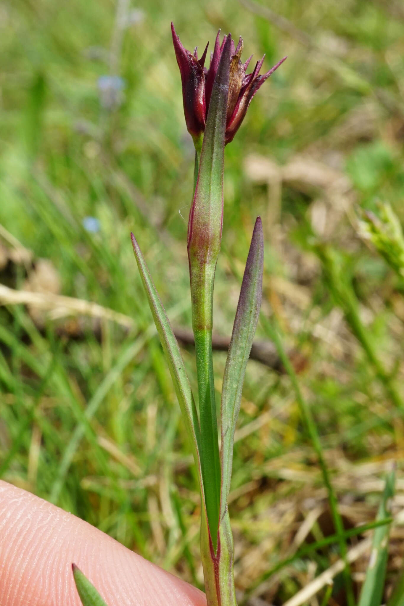 صورة Dianthus pontederae A. Kerner