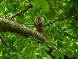 Image of Common Squirrel Monkey