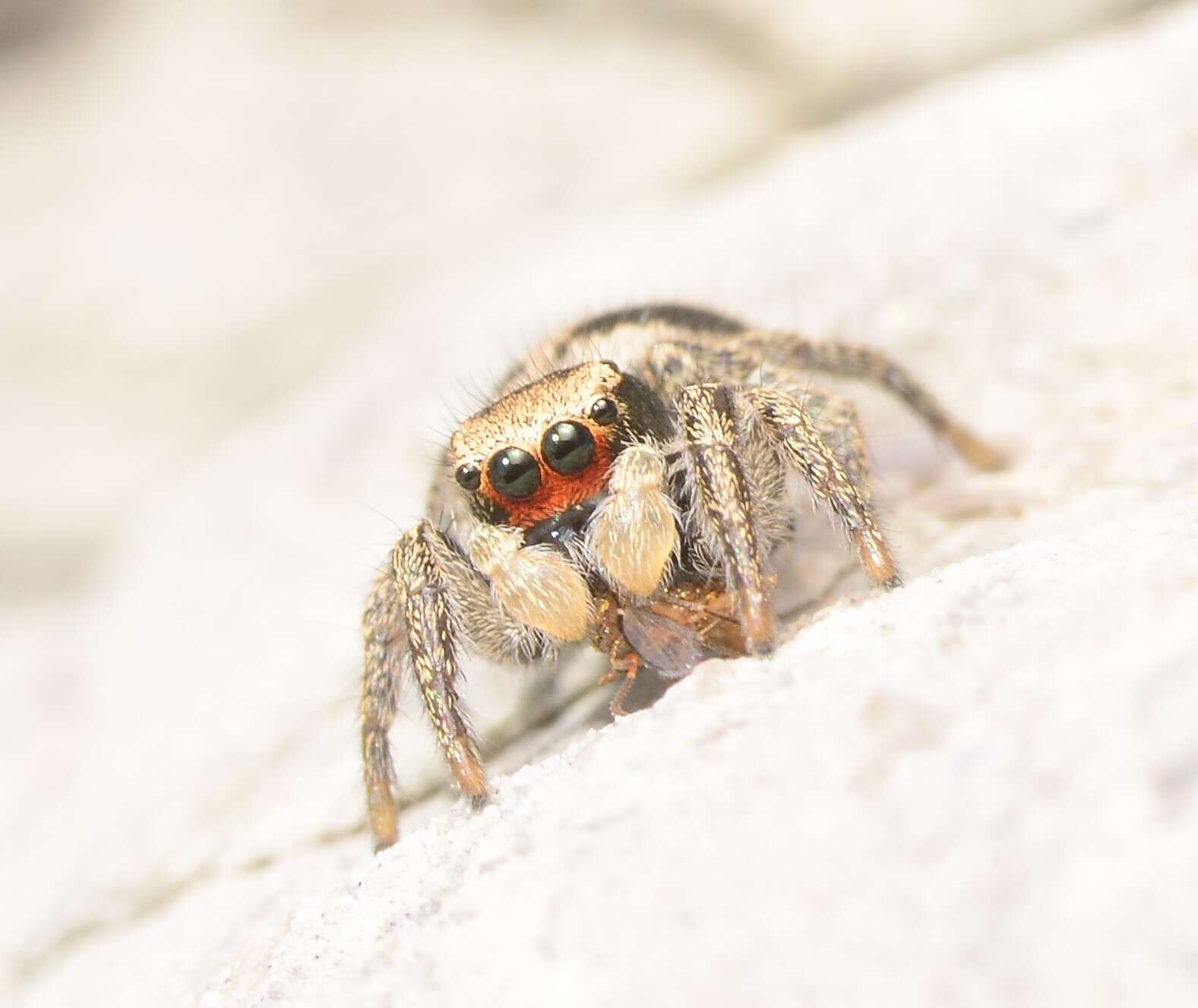 صورة Habronattus borealis (Banks 1895)