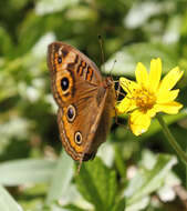 Sivun <i>Junonia neildi</i> kuva