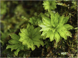 Image of Rhodobryum giganteum Paris 1898