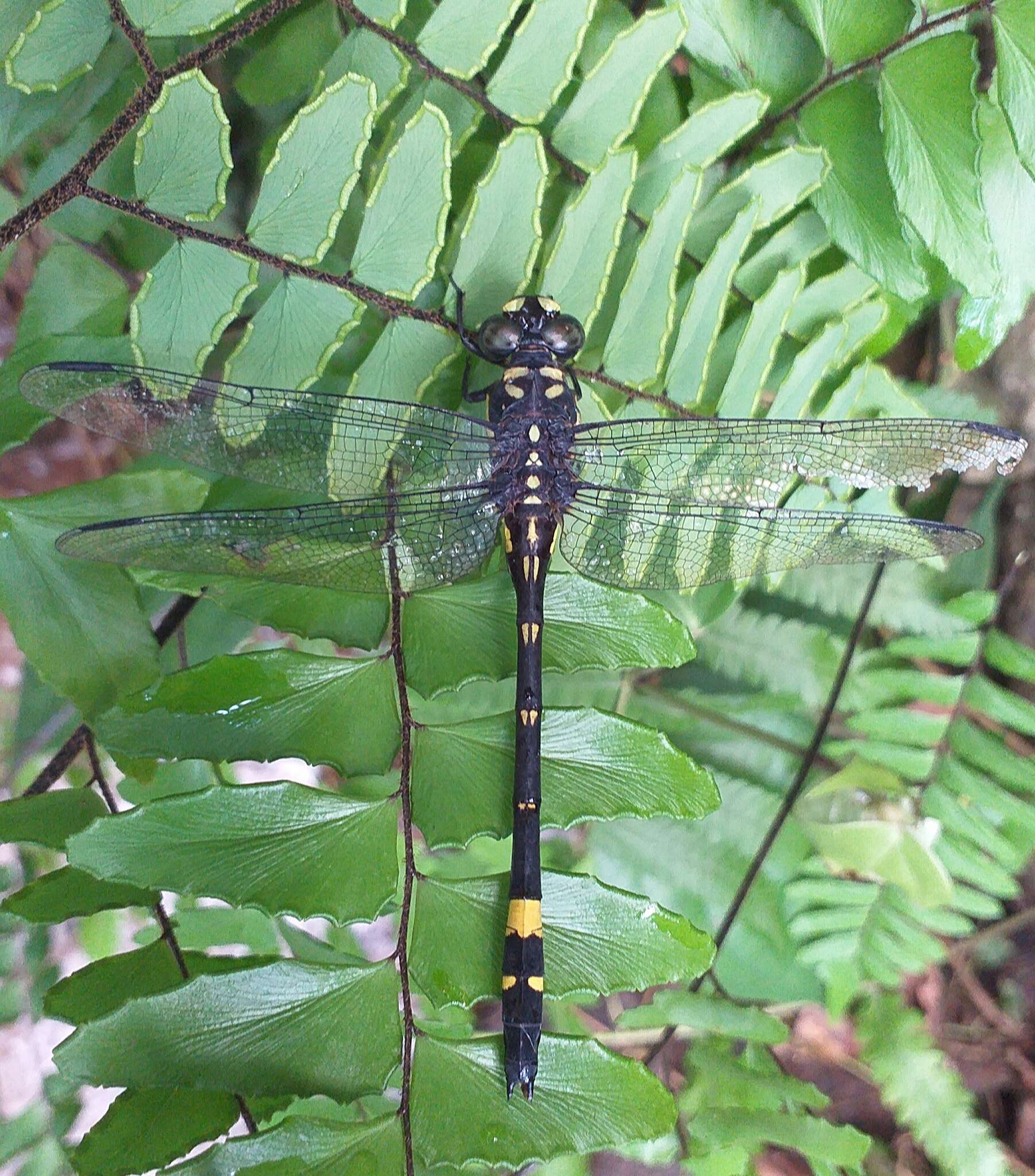 Image of Gomphidia kodaguensis Fraser 1923