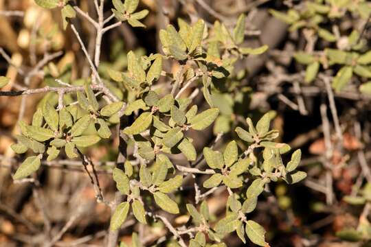 Imagem de Quercus intricata Trel.