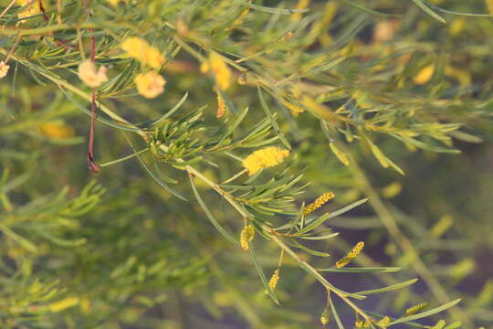 Image of Acacia chisholmii F. M. Bailey