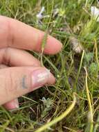 Image of Pacific foxtail