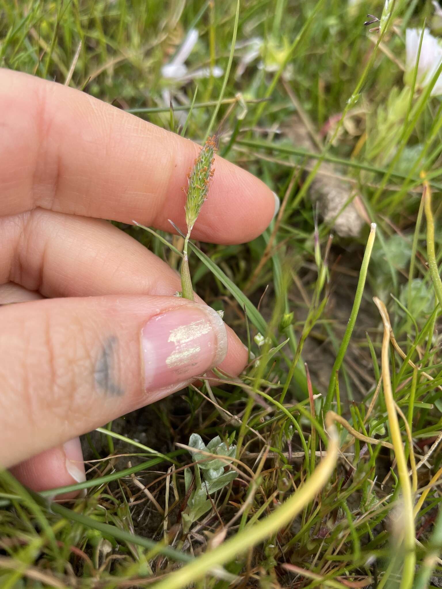 Image of Pacific foxtail