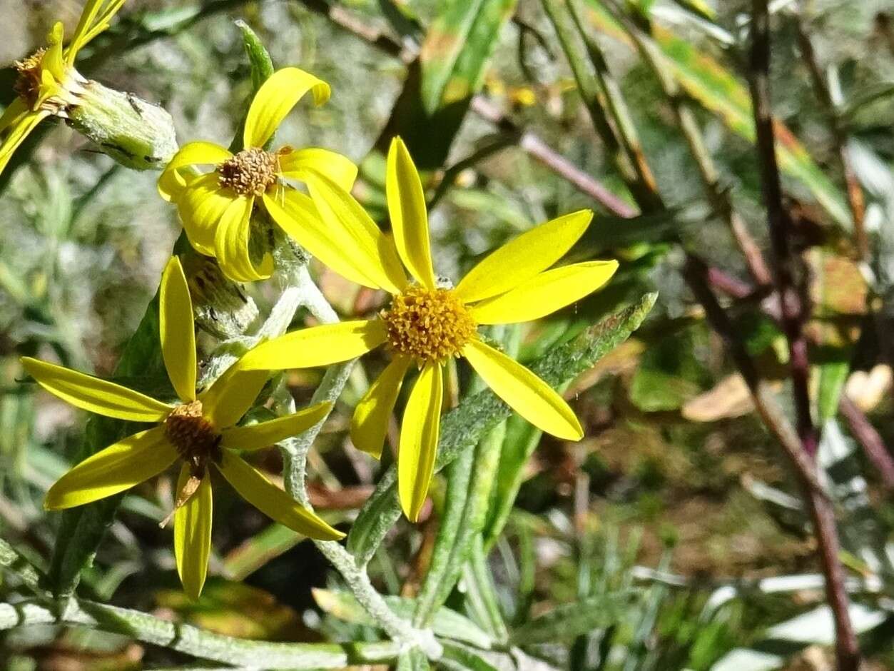 Image of Senecio carnerensis Greenm. ex Greenm.