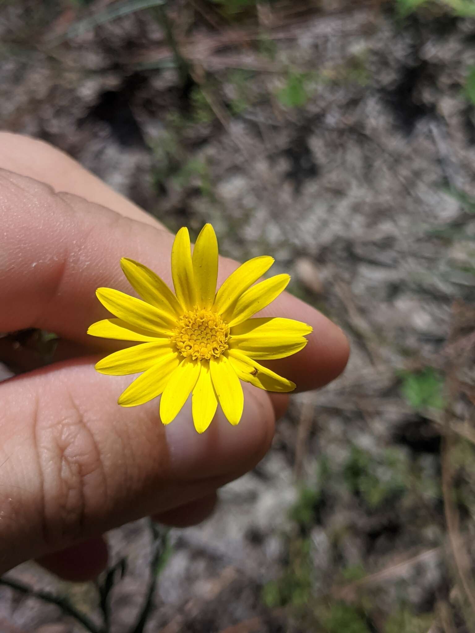 Image de Pityopsis flexuosa (Nash) Small