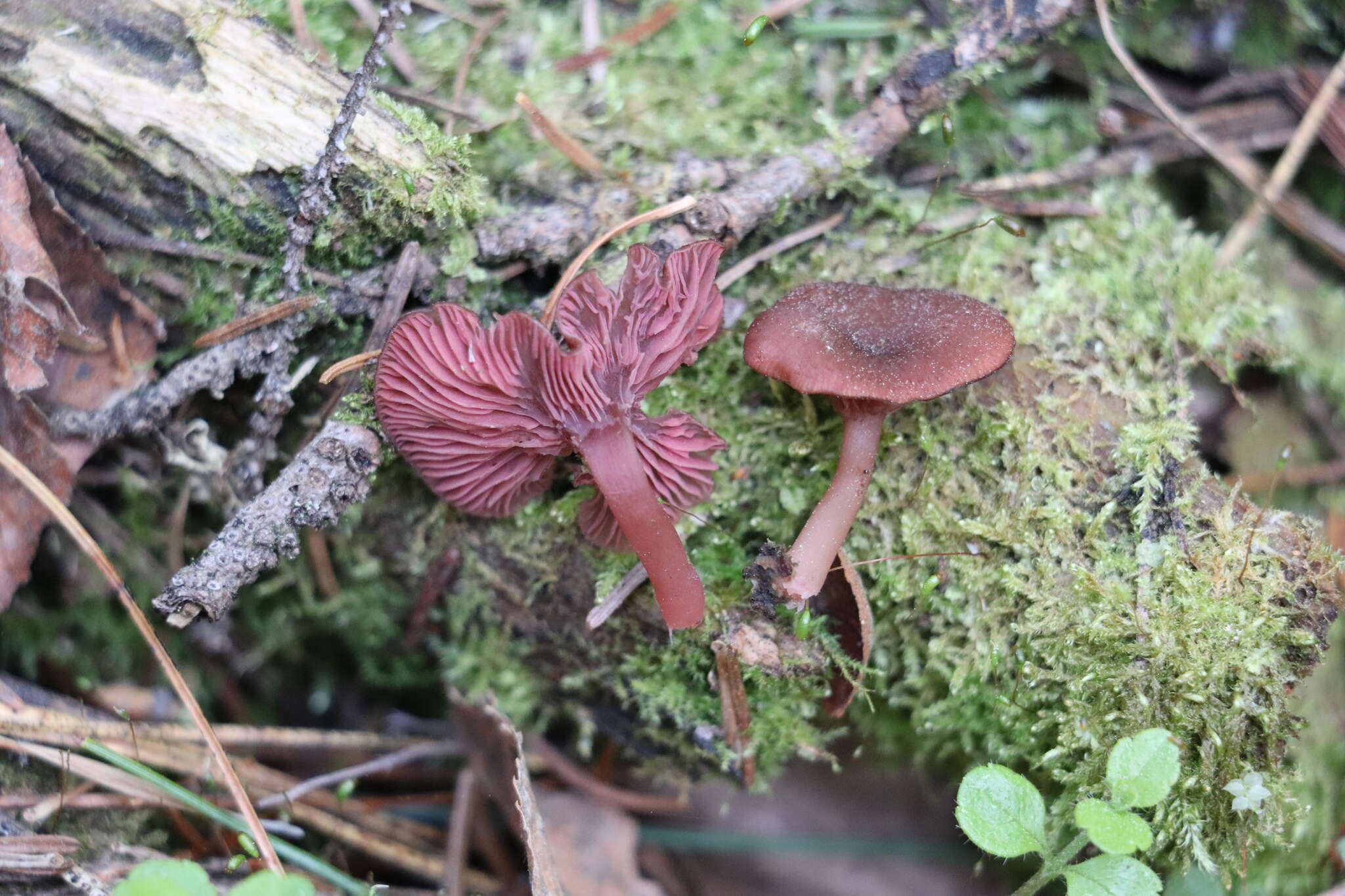 Image of Arrhenia discorosea (Pilát) Zvyagina, A. V. Alexandrova & Bulyonkova 2015