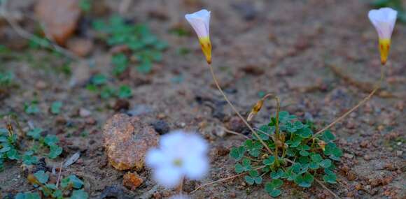 Image of Oxalis inconspicua Salter