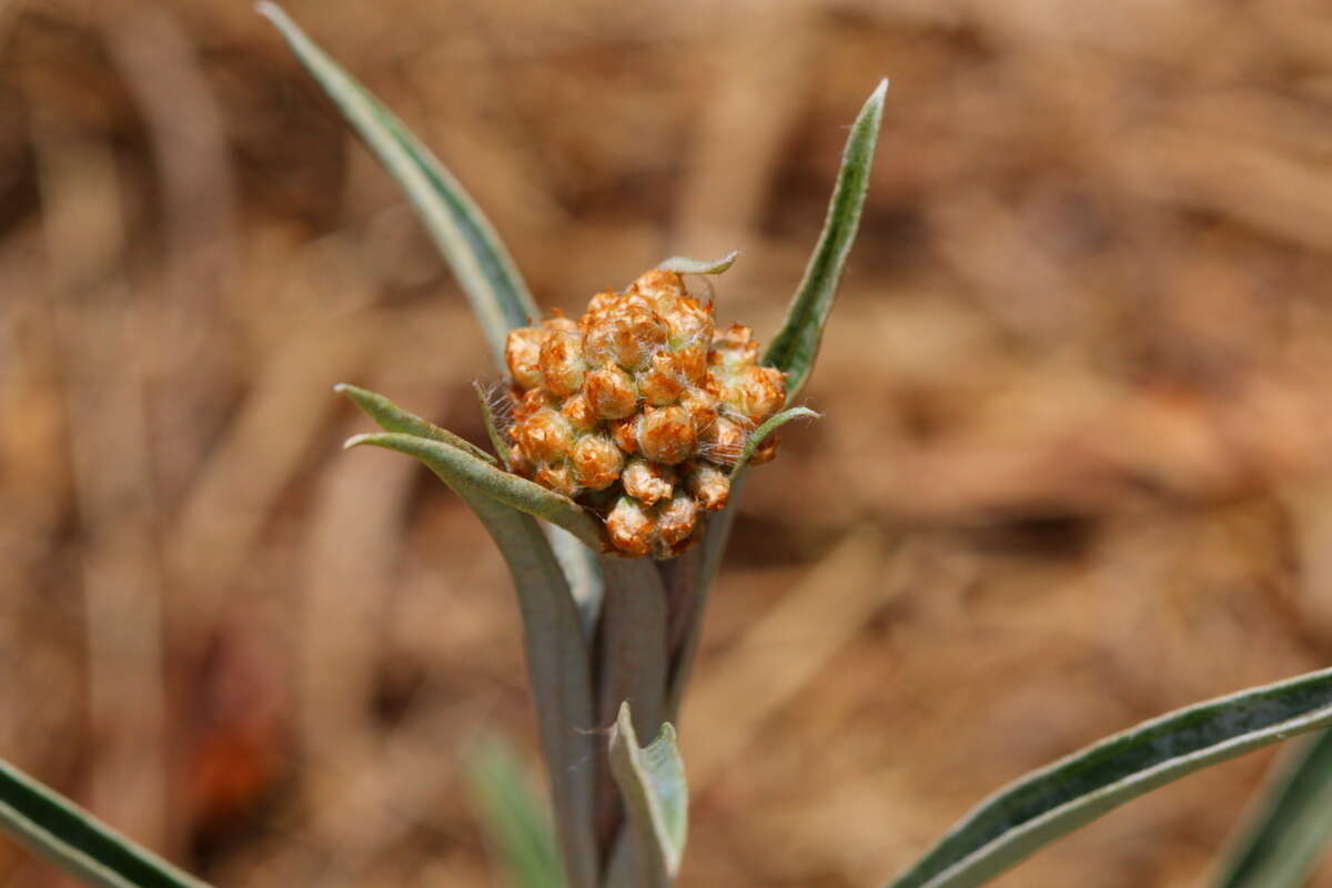 Image of Helichrysum krebsianum Less.