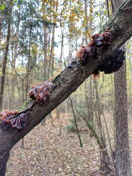 Image of Phaeotremella foliacea (Pers.) Wedin, J. C. Zamora & Millanes 2016