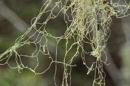 Image of Fishnet;   Menzies' cartilage lichen