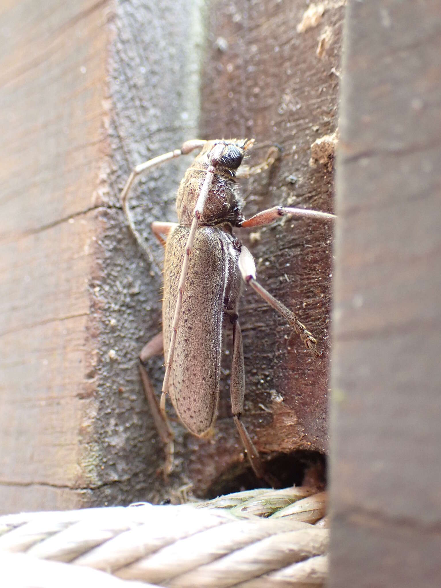 Image of Long-horned beetle