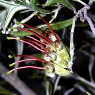 Image of Grevillea ilicifolia (R. Br.) R. Br.