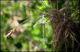 Image of Ghost orchid