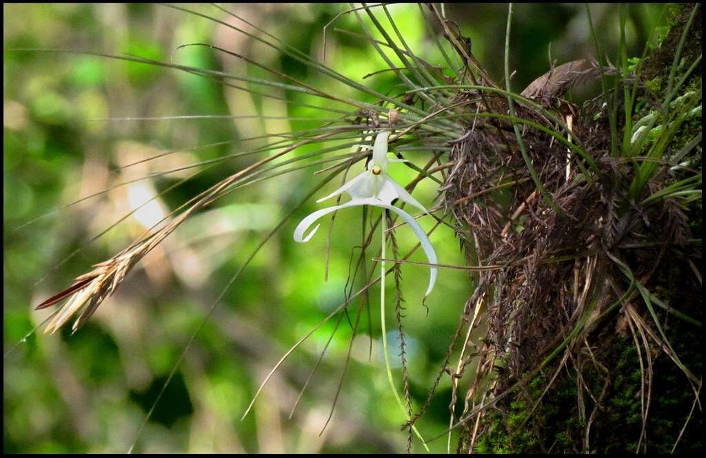 Image of Ghost orchid