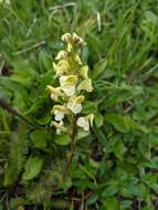 Image of Pedicularis ascendens Schleicher ex Gaudin