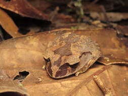 Image of Montane Litter Frog