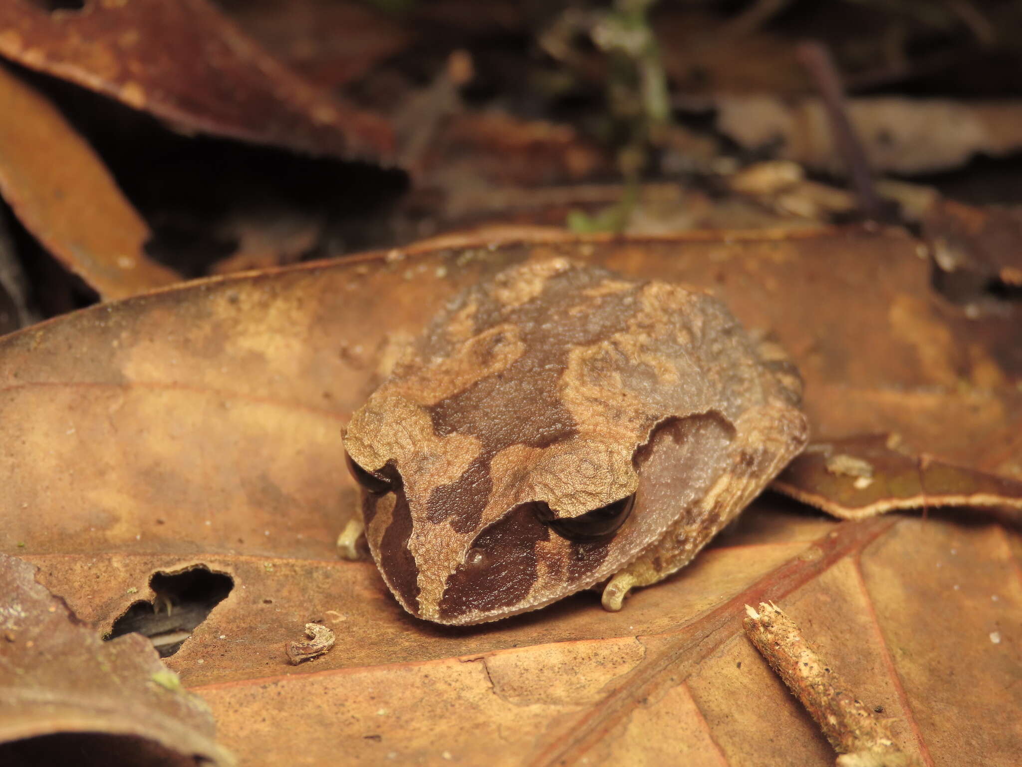 Image of Montane Litter Frog