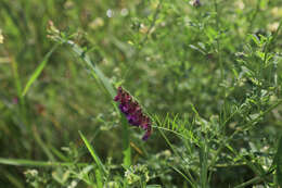 Imagem de Vicia megalotropis Ledeb.