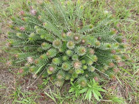 Image of Macledium zeyheri subsp. argyrophyllum (Oliv.) S. Ortiz