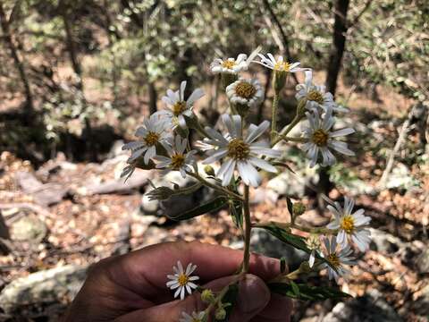 Olearia nernstii F. Müll. resmi