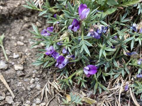 Image of spiny milkvetch