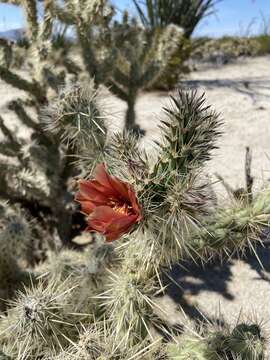 Image of Cylindropuntia sanfelipensis (Rebman) Rebman