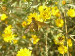 Image of Poecilanthrax tegminipennis (Say 1824)