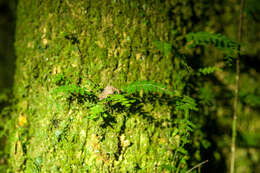 Image of South African Stumptail Chameleon