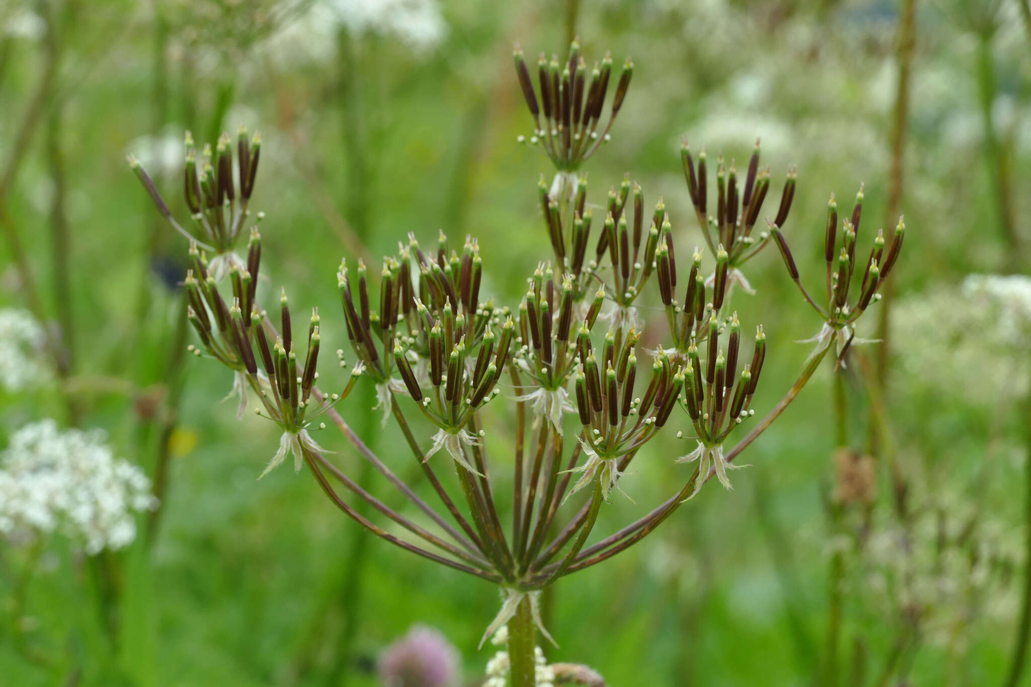 Imagem de Chaerophyllum villarsii W. D. J. Koch