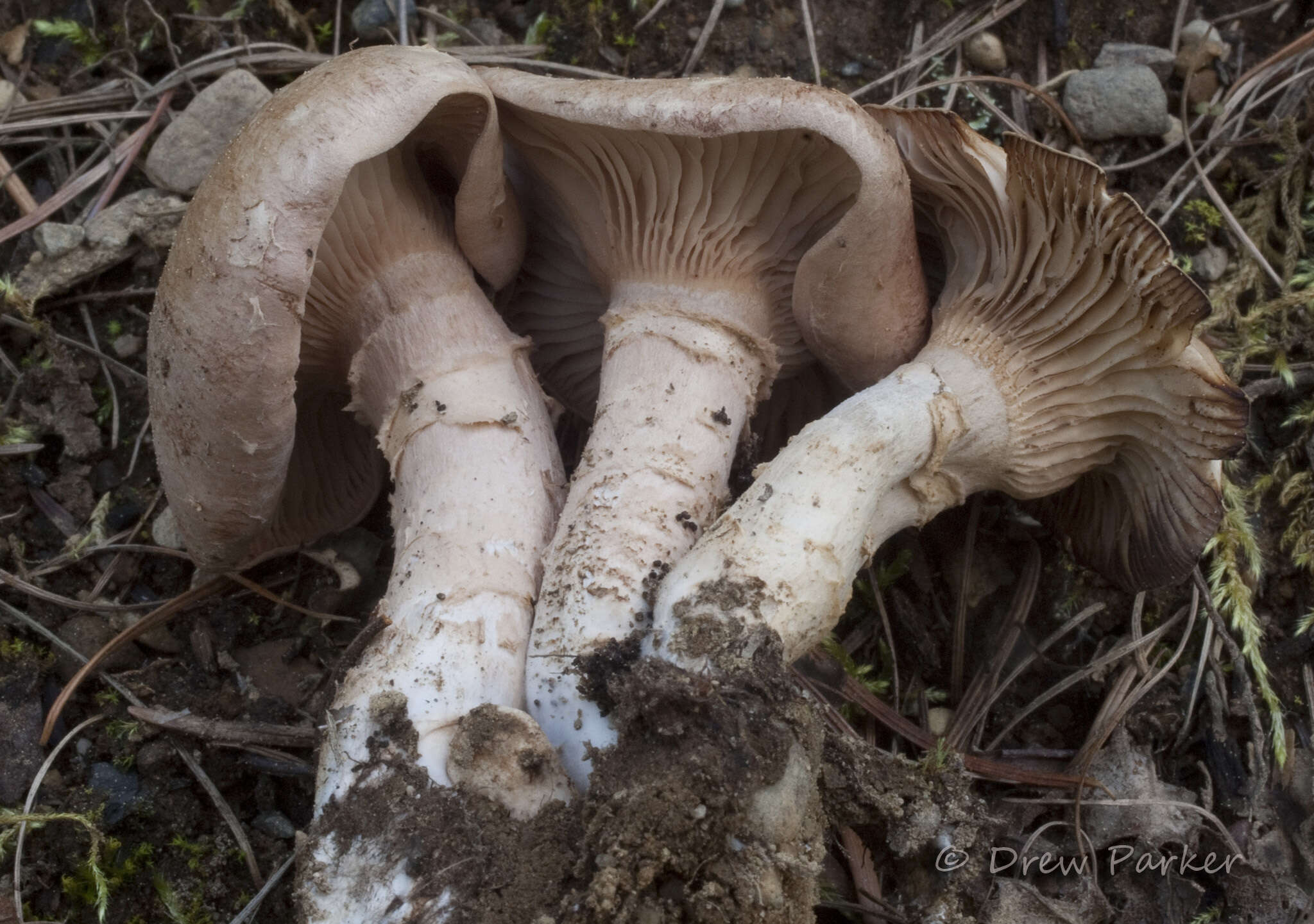 Image of Cleistocybe vernalis Ammirati, A. D. Parker & Matheny 2007