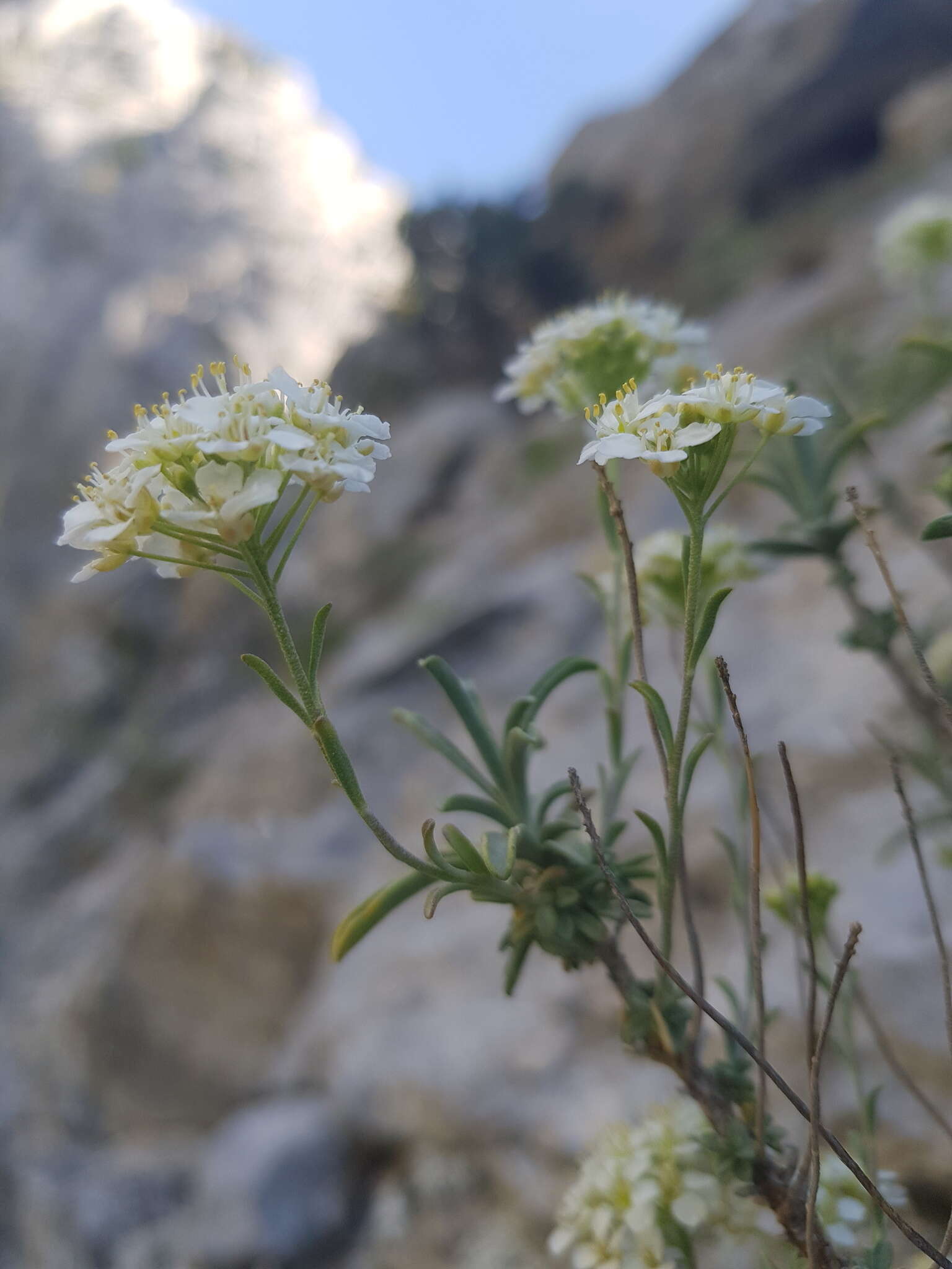 Image of Hormathophylla halimifolia (Boiss.) P. Küpfer