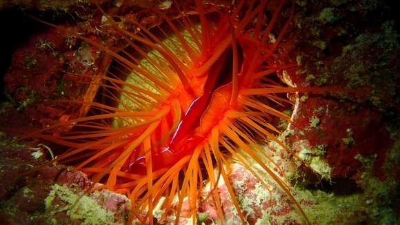 Image of Electric Flame Scallop