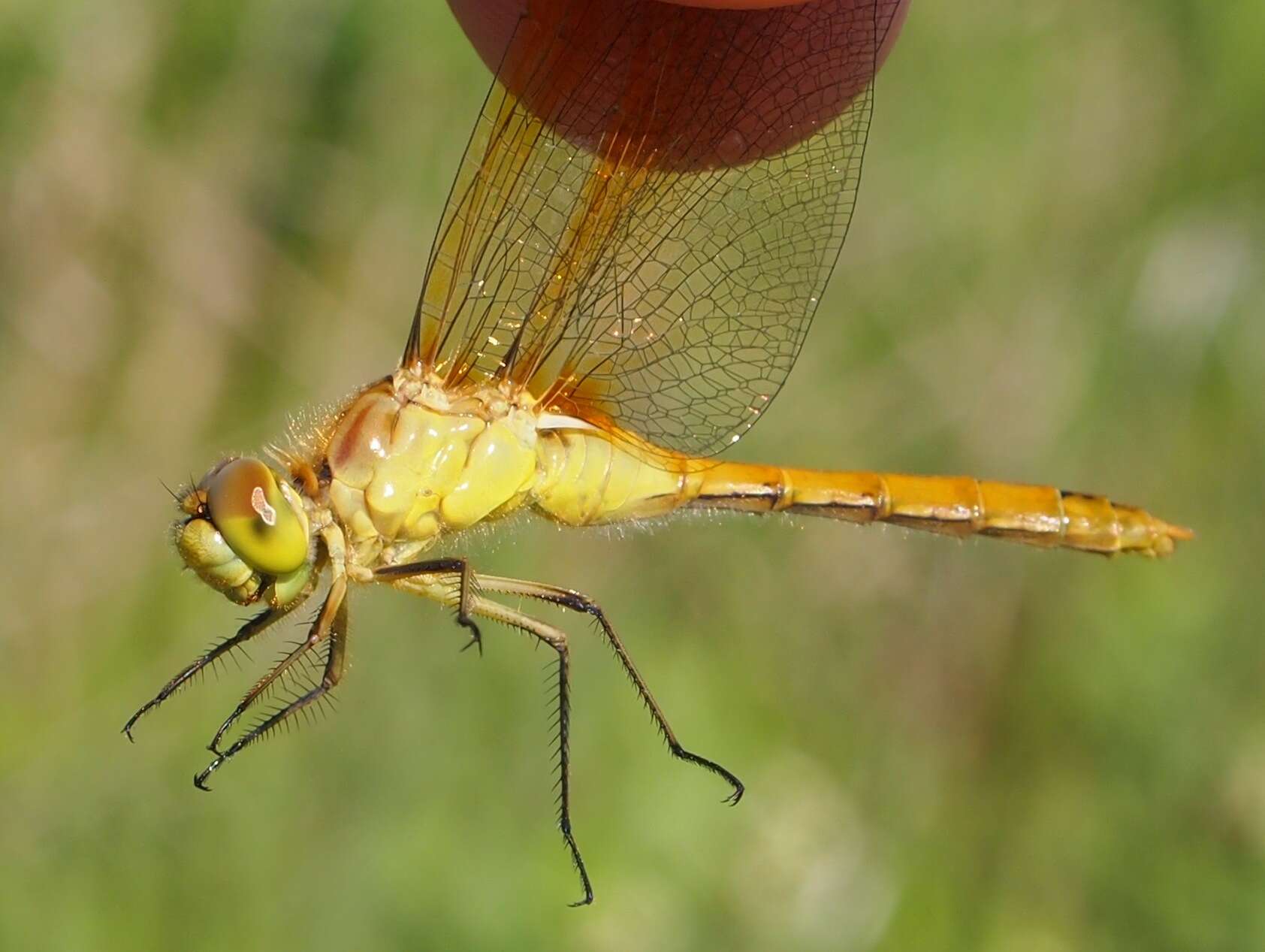 Image of Saffron-winged Meadowhawk