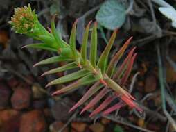 Image of Crassula subulata L.