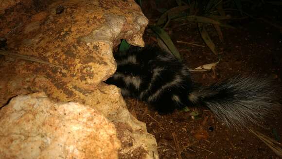 Image of Southern Spotted Skunk