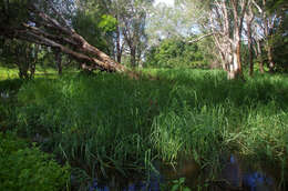 Plancia ëd Echinochloa polystachya (Kunth) Hitchc.