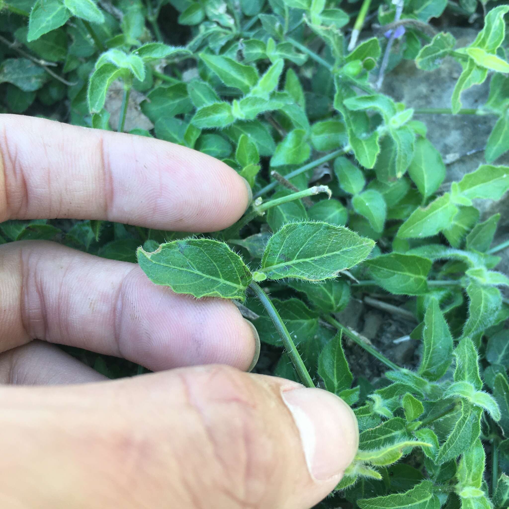 Image of Ruellia repens L.